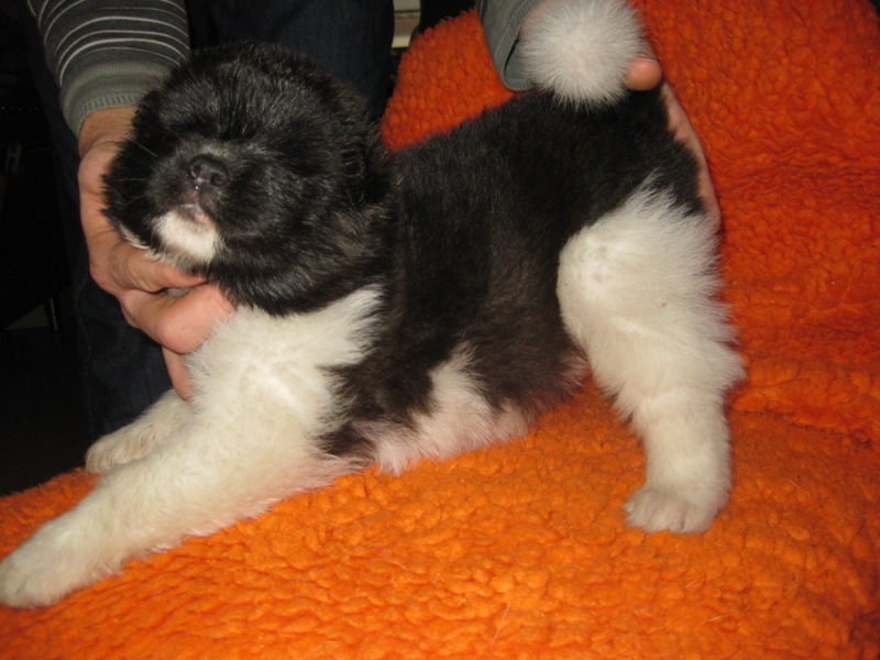 Puppies